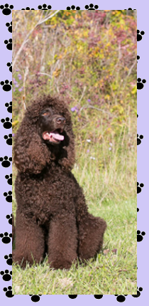 Irish Water Spaniel #3